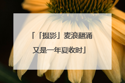 「摄影」麦浪翻涌 又是一年夏收时