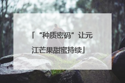 “种质密码”让元江芒果甜蜜持续