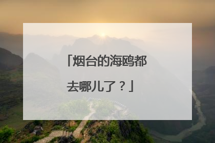 烟台的海鸥都去哪儿了？
