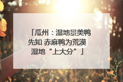 瓜州：湿地景美鸭先知 赤麻鸭为荒漠湿地“上大分”