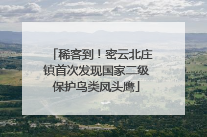 稀客到！密云北庄镇首次发现国家二级保护鸟类凤头鹰
