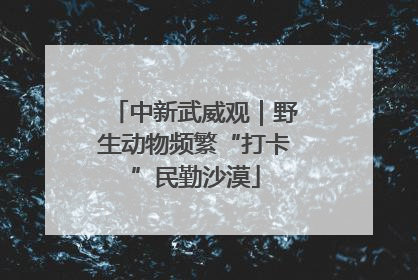 中新武威观｜野生动物频繁“打卡”民勤沙漠