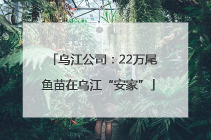 乌江公司：22万尾鱼苗在乌江“安家”