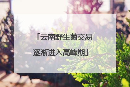 云南野生菌交易逐渐进入高峰期