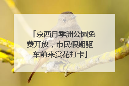 京西月季洲公园免费开放，市民假期驱车前来赏花打卡