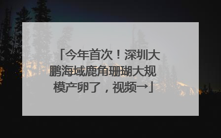 今年首次！深圳大鹏海域鹿角珊瑚大规模产卵了，视频→