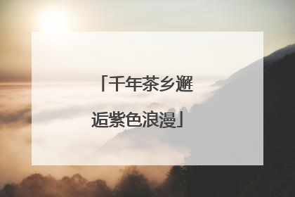 千年茶乡邂逅紫色浪漫