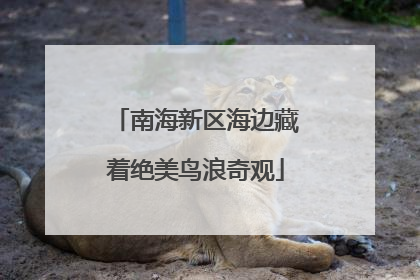 南海新区海边藏着绝美鸟浪奇观