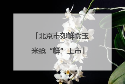 北京市郊鲜食玉米抢“鲜”上市