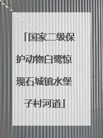 国家二级保护动物白鹭惊现石城镇水堡子村河道