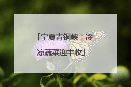 宁夏青铜峡：冷凉蔬菜迎丰收