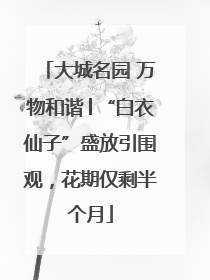 大城名园 万物和谐│“白衣仙子”盛放引围观，花期仅剩半个月