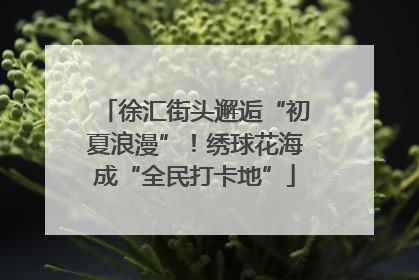 徐汇街头邂逅“初夏浪漫”！绣球花海成“全民打卡地”