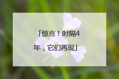 惊喜！时隔4年，它们再现