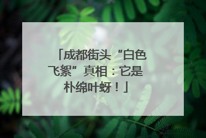 成都街头“白色飞絮”真相：它是朴绵叶蚜！