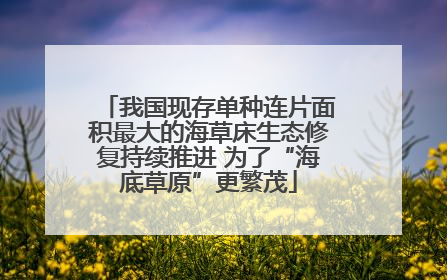 我国现存单种连片面积最大的海草床生态修复持续推进 为了“海底草原”更繁茂