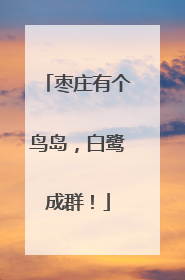 枣庄有个鸟岛，白鹭成群！