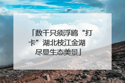 数千只须浮鸥“打卡”湖北枝江金湖 尽显生态美景