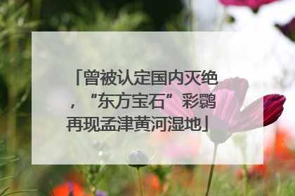 曾被认定国内灭绝，“东方宝石”彩鹮再现孟津黄河湿地