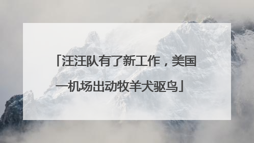 汪汪队有了新工作，美国一机场出动牧羊犬驱鸟