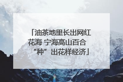 油茶地里长出网红花海 宁海高山百合“种”出花样经济