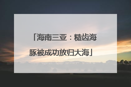 海南三亚：糙齿海豚被成功放归大海