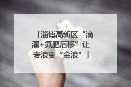 淄博高新区“滴灌+氮肥后移”让麦浪变“金浪”
