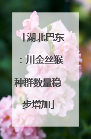 湖北巴东：川金丝猴种群数量稳步增加