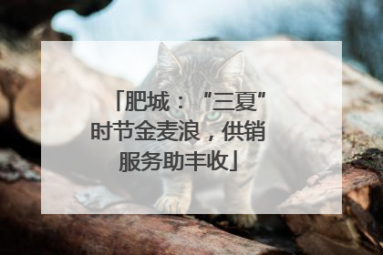 肥城：“三夏”时节金麦浪，供销服务助丰收