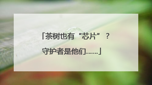 茶树也有“芯片”？守护者是他们……