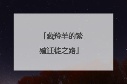 藏羚羊的繁殖迁徙之路