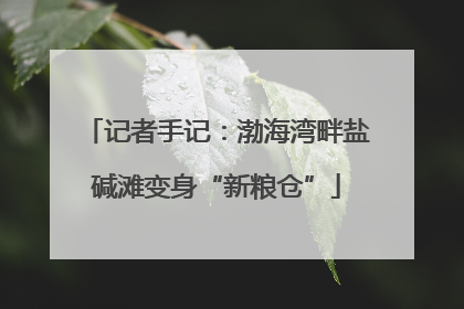记者手记：渤海湾畔盐碱滩变身“新粮仓”