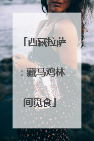 西藏拉萨：藏马鸡林间觅食