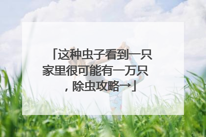 这种虫子看到一只家里很可能有一万只，除虫攻略→