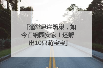 通常悬崖筑巢，如今首钢园安家！还孵出10只萌宝宝