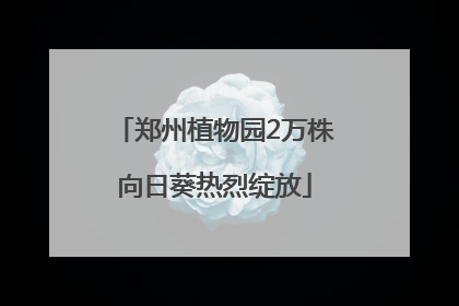 郑州植物园2万株向日葵热烈绽放