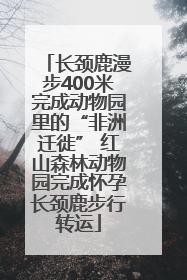 长颈鹿漫步400米完成动物园里的“非洲迁徙” 红山森林动物园完成怀孕长颈鹿步行转运