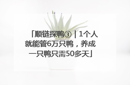 顺链探鸭③｜1个人就能管6万只鸭，养成一只鸭只需50多天