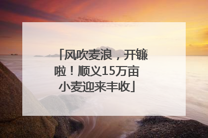 风吹麦浪，开镰啦！顺义15万亩小麦迎来丰收