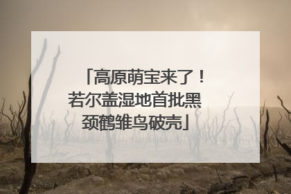 高原萌宝来了！若尔盖湿地首批黑颈鹤雏鸟破壳