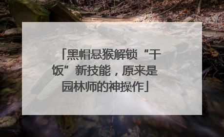 黑帽悬猴解锁“干饭”新技能，原来是园林师的神操作